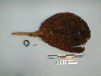 藏品(團扇)的圖片